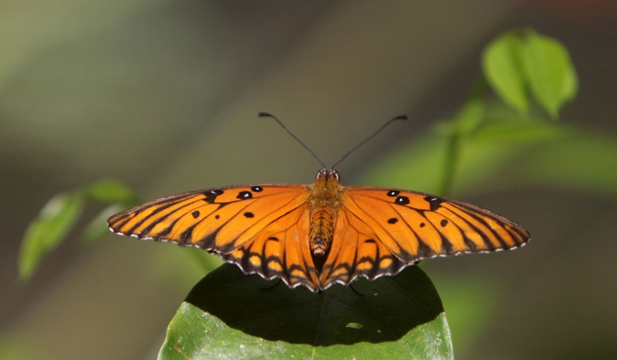 AGRAULIS   VANILLAE.JPG