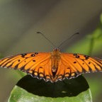 AGRAULIS   VANILLAE.JPG