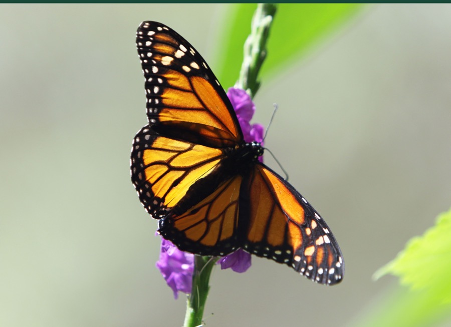 DANAUS  PLEXIPPUS.JPG