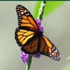 DANAUS  PLEXIPPUS.JPG