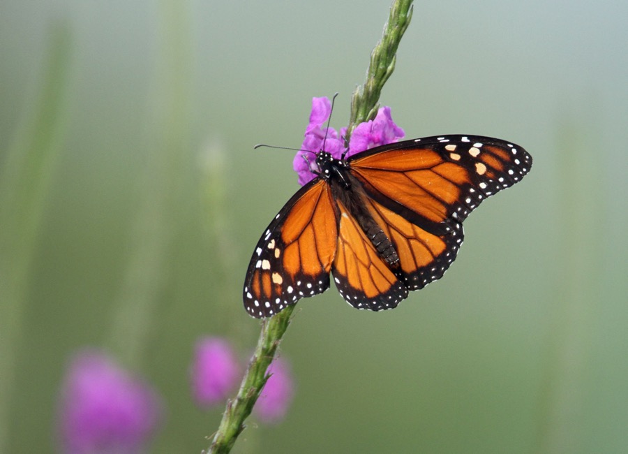 DANAUS..  PLEXIPPUS.JPG