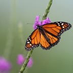 DANAUS..  PLEXIPPUS.JPG
