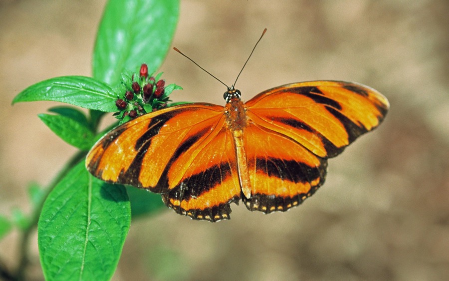 DRYADULA  PHAETUSA..JPG