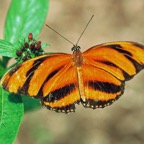 DRYADULA  PHAETUSA..JPG