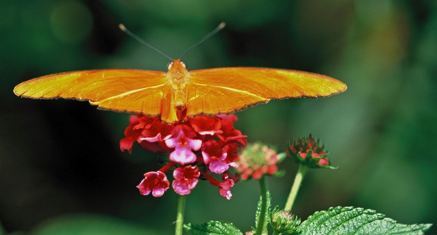DRYAS       JUNO.JPG