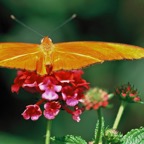 DRYAS       JUNO.JPG