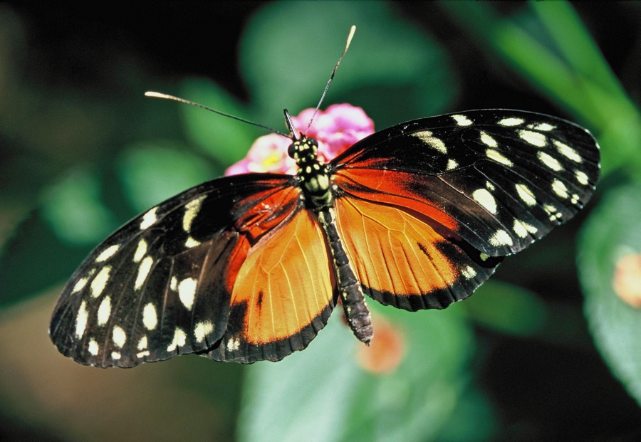ERESIA   EUTROPIA.JPG