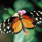 ERESIA   EUTROPIA.JPG
