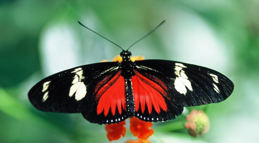 HELICONIUS.    DORIS red.JPG
