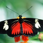 HELICONIUS.    DORIS red.JPG