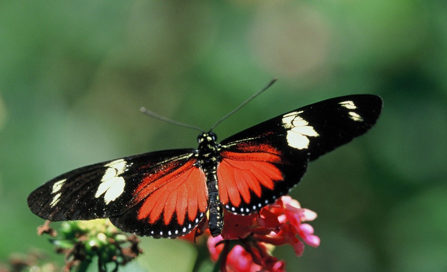 HELICONIUS..   DORIS orange.JPG
