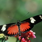 HELICONIUS..   DORIS orange.JPG