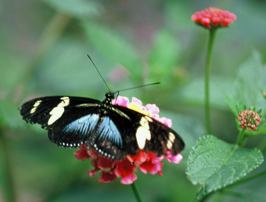 HELICONIUS...  DORIS blue.JPG