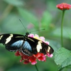 HELICONIUS...  DORIS blue.JPG