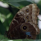 MORPHO PELEIDES  LIMPIDA..jpg
