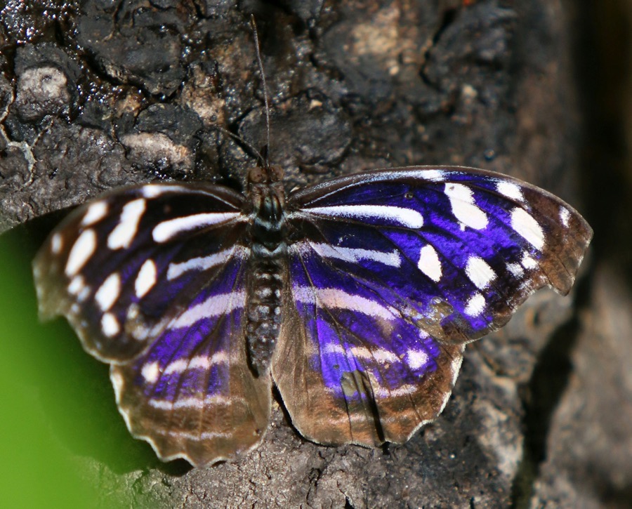 MYSCELIA  CYANIRIS.JPG