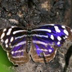 MYSCELIA  CYANIRIS.JPG