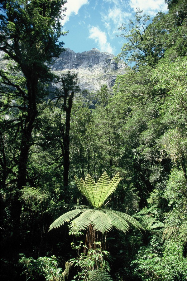N.Z.  PLANTS.    TREE-FERN.jpg