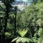 N.Z.  PLANTS.    TREE-FERN.jpg