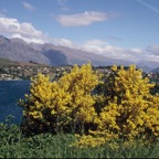N.Z. PLANTS       BROOM.jpg