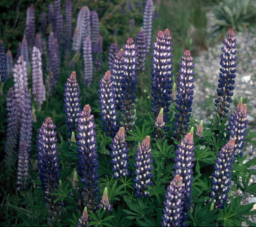 N.Z. PLANTS    LUPINS.JPG