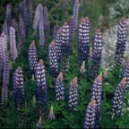 N.Z. PLANTS    LUPINS.JPG