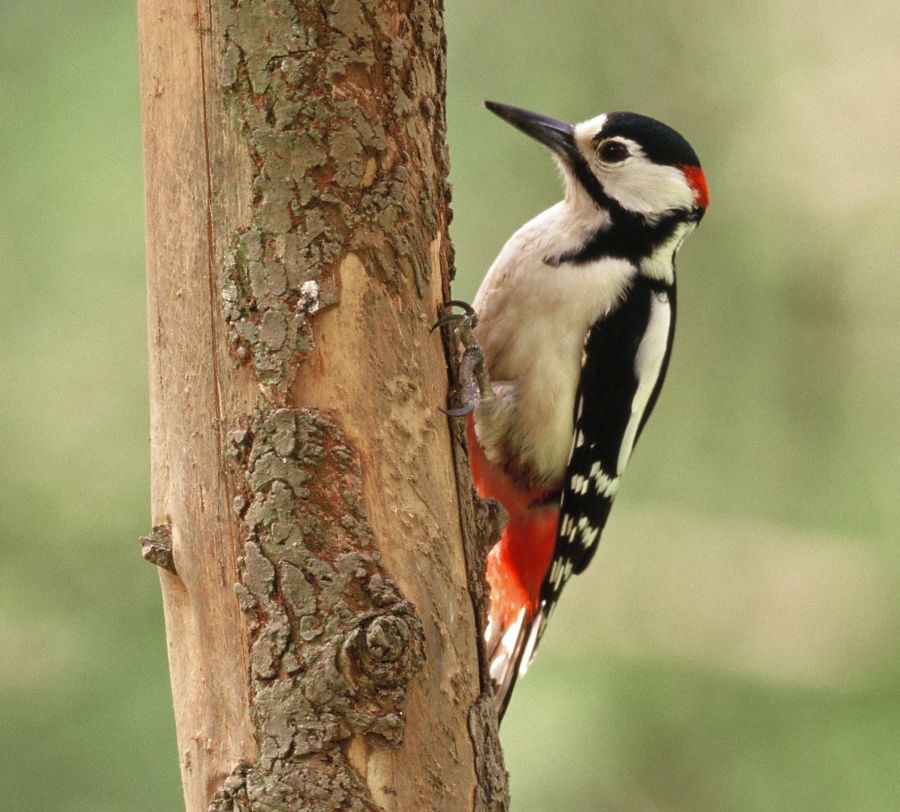 1. WOODPECKER GREAT SPOTTED   male   U.K..JPG