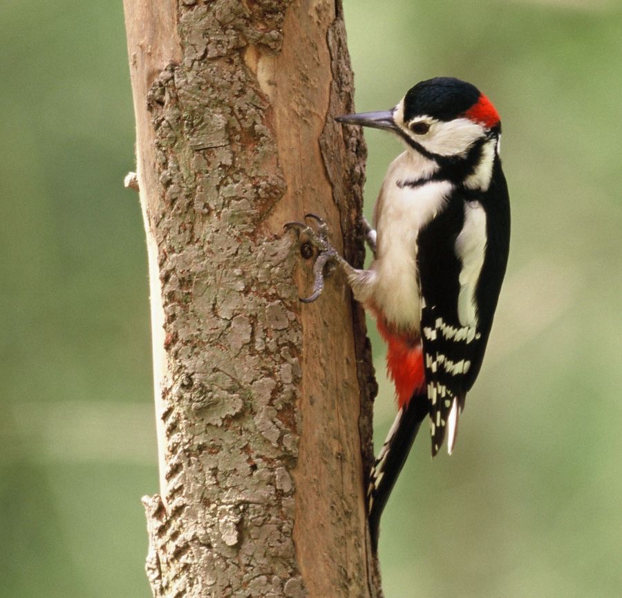 2. WOODPECKER GREAT SPOTTED.  male..    U.K..jpg