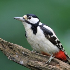 3. WOODPECKER GREAT SPOTTED  female HUNGARY.jpg
