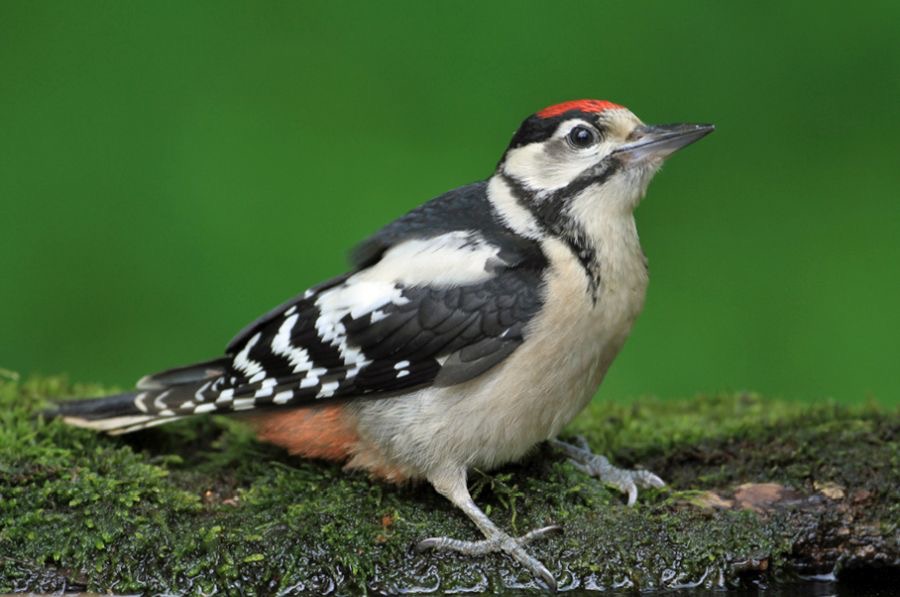 4. WOODPECKER GREAT SPOTTED  juvenile  HUNGARY.jpg