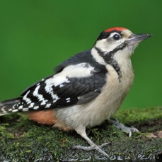 4. WOODPECKER GREAT SPOTTED  juvenile  HUNGARY.jpg
