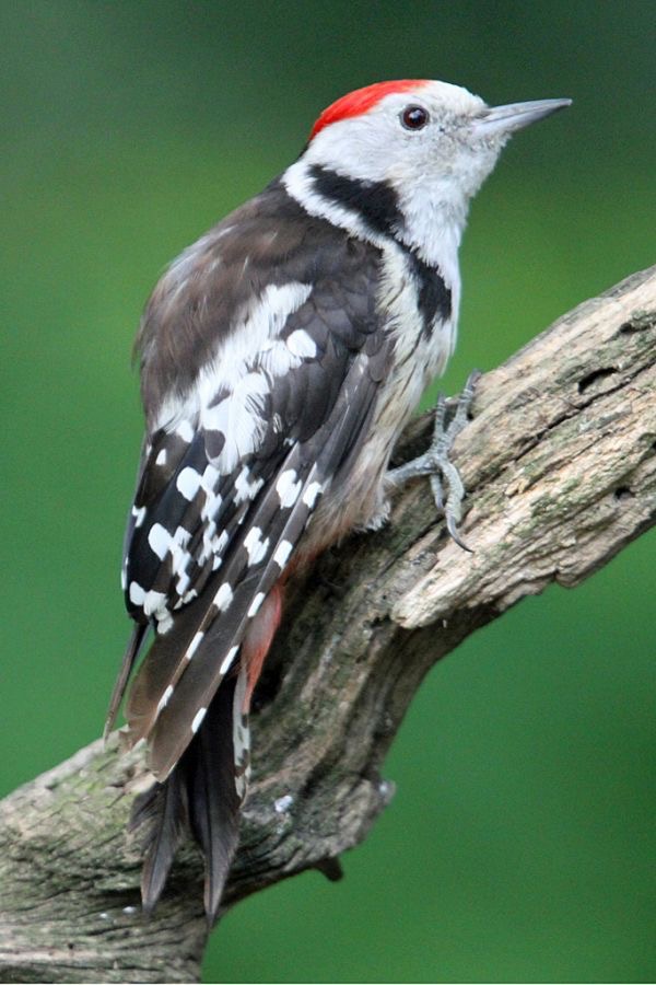 5. WOODPECKER MIDDLE SPOTTED HUNGARY.jpg