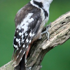 5. WOODPECKER MIDDLE SPOTTED HUNGARY.jpg