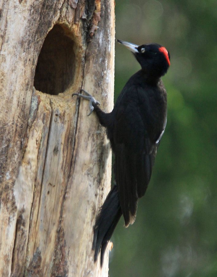 6. WOODPECKER   BLACK     FINLAND.jpg