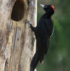 6. WOODPECKER   BLACK     FINLAND.jpg