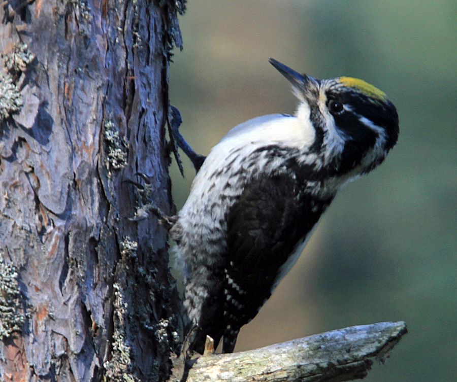 7. WOODPECKER THREE TOED  FINLAND.jpg