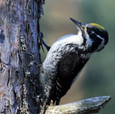 7. WOODPECKER THREE TOED  FINLAND.jpg