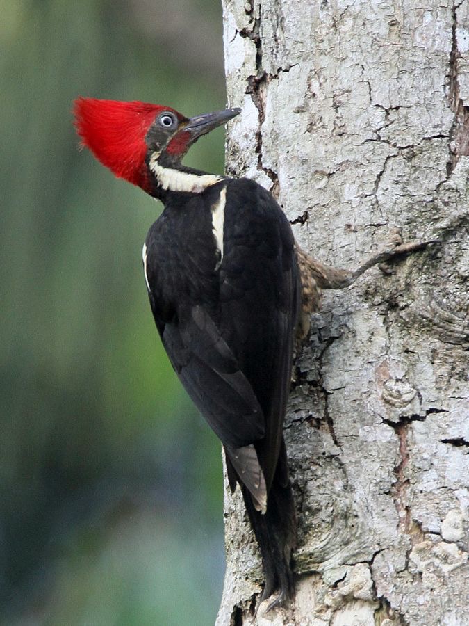 8, WOODPECKER         LINEATED COSTA RICA.JPG