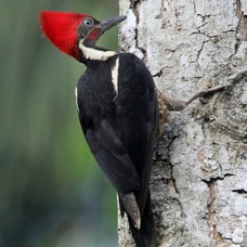 8, WOODPECKER         LINEATED COSTA RICA.JPG