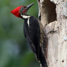 10WOODPECKER      LINEATED  COSTA RICA.jpg