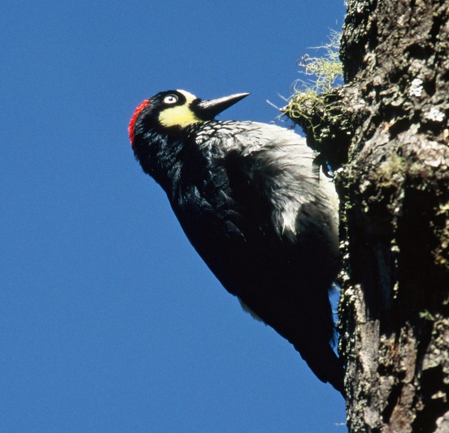 11WOODPECKER  ACORN  female COSTA RICA.JPG