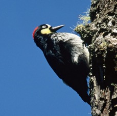 11WOODPECKER  ACORN  female COSTA RICA.JPG