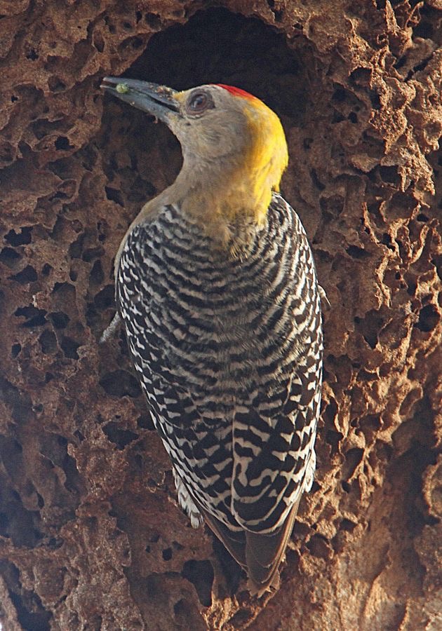 12WOODPECKER  HOFFMANNS  male            COSTA RICA.JPG