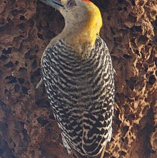12WOODPECKER  HOFFMANNS  male            COSTA RICA.JPG