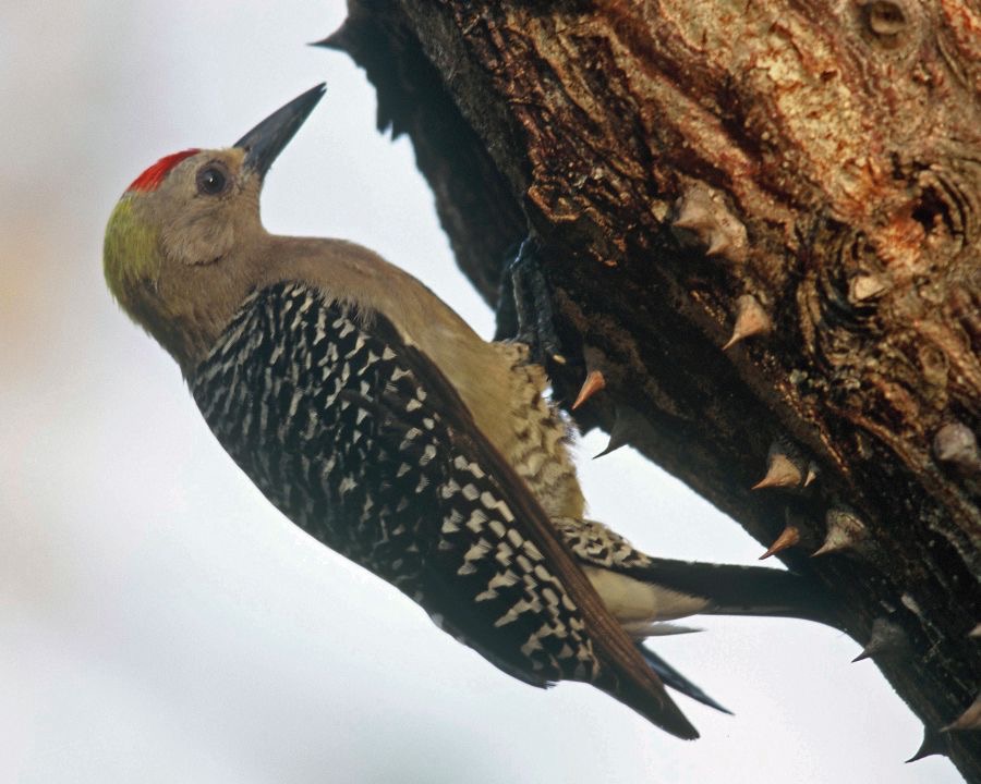 13WOODPECKER   HOFFMANNS.  male            COSTA RICA.JPG