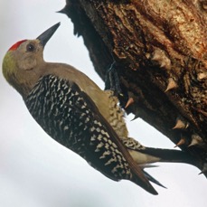 13WOODPECKER   HOFFMANNS.  male            COSTA RICA.JPG