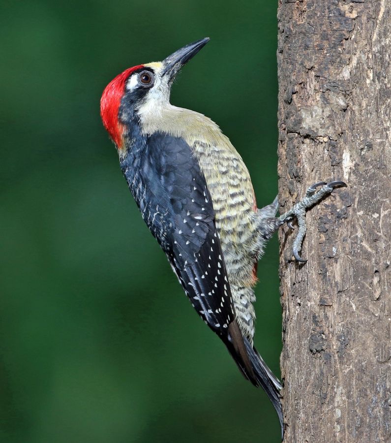 14WOODPECKER BLACK     CHEEKED.  male. COSTA RICA.jpg