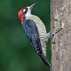 14WOODPECKER BLACK     CHEEKED.  male. COSTA RICA.jpg