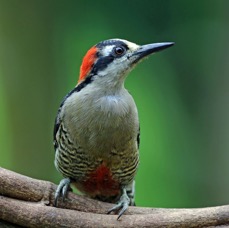 15WOODPECKER BLACK  CHEEKED female          COSTA RICA.jpg