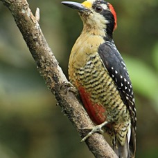 16WOODPECKER BLACK CHEEKED female ECUADOR.jpg